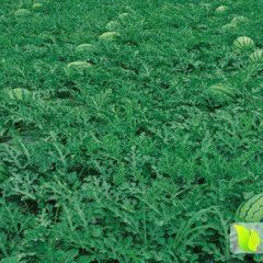 黑龙江省哈尔滨市双城区地雷西瓜