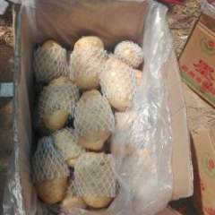 平阴土豆假一赔十孝直董令宜诚信合作