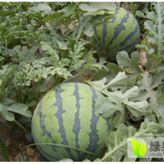 地雷瓜西瓜量多价优，来点咨询有优惠