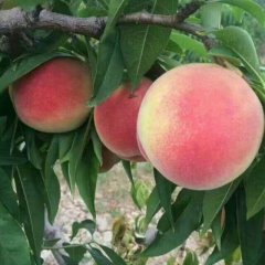 陕西大荔 阿布白桃蜜桃名扬天下