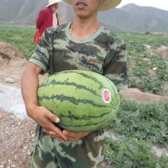 会宁西瓜营养丰富甘肃薛广峰