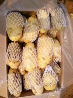 平阴山东张现振7月荷兰十五土豆