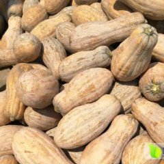 南县浪拔陈观阳6月金韩密本南瓜