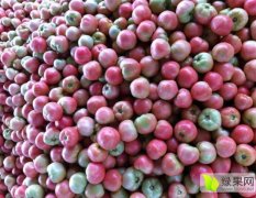 山东山东全有西红柿聚焦市场