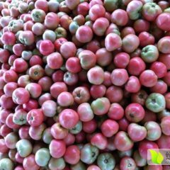 山东山东全有西红柿聚焦市场