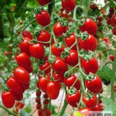 河北阜城樱桃西红柿圣女果代理