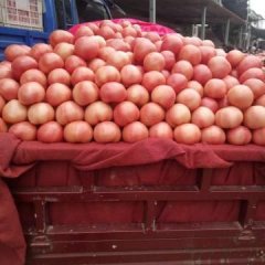 2016中牟西红柿光泽度良，果型充实