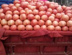 2016中牟西红柿光泽度良，果型充实