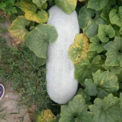 夏邑郭庄郭可可7月白皮冬瓜