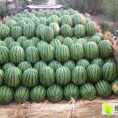 2016北林西瓜沙瓤、口感甜爽