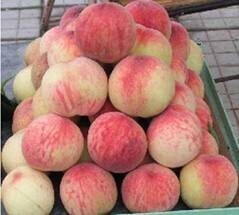 费县蜜桃营养丰富,硬度好，耐运输，耐储存