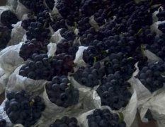 山西运城本村种植几千亩夏黑葡萄，浓甜爽口