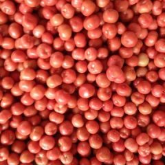 凉州西红柿大量上市