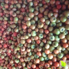 甘肃凉州齐达利西红柿绿色无公害