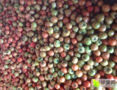甘肃凉州齐达利西红柿绿色无公害