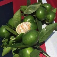 富川富阳林豪7月特早--普早柑橘