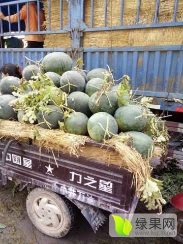 黑金刚价格