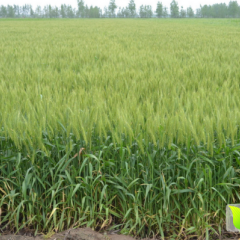 安平县冬小麦、面包麦大量上市