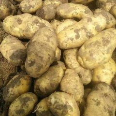 2016围场土豆收购工作全面开展