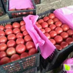 山东东昌府硬粉西红柿何去何从