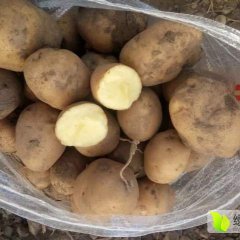 怀德姜坤延薯四号土豆质量好，个头大