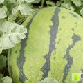 公主岭怀德邹文龙7月地雷瓜西瓜