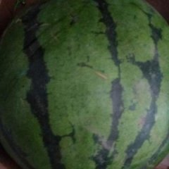 海林百臣状元雷，比甜超大等多个品种