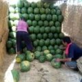 吉林公主岭京欣西瓜著名品种