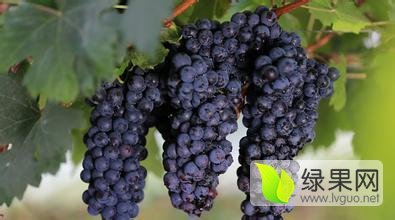 陕西大荔夏黑葡萄上市早、颗粒大、甜度高