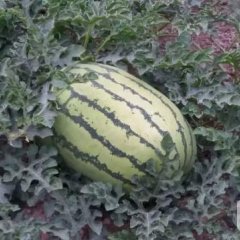 会宁郭城刘万银7月新上市西瓜