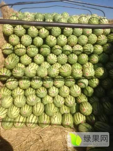 硒砂瓜价格