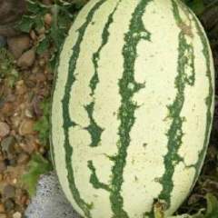 靖远西瓜增强免疫力，延年益寿