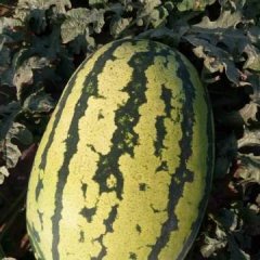 宁县西瓜双红瓤，品质优良