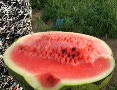 科尔沁西瓜口感爽口,丰田张建国诚信合作