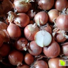 黄皮洋葱超低价销售