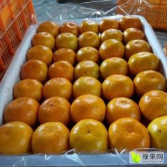 东江湖蜜桔专业诚信实力代办