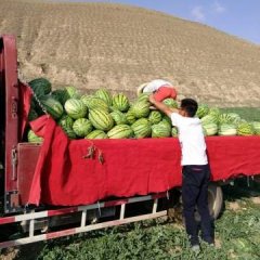 2016会宁西瓜走过路过不要错过