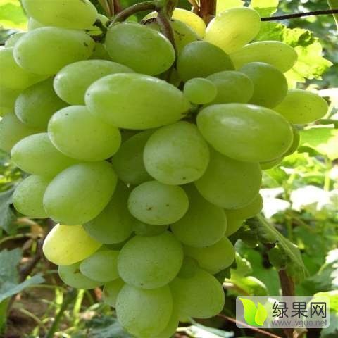 2016年河北广宗维多利亚价格