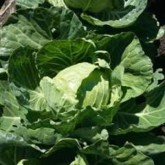 2016年黑龙江北林中甘21甘蓝现上市