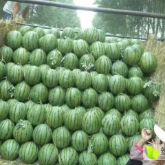 绥化红旗张金领8月地雷瓜西瓜