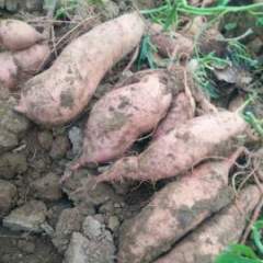 河北饶阳龙署九号红薯大量出售