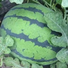 黑龙江北林868 182西瓜价格适宜