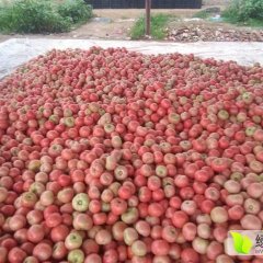 东昌府沙镇刘先生7月硬粉西红柿