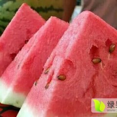 2017靖远西瓜现在订货有惊喜