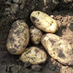 公主岭怀德张加斌7月优金885土豆