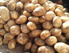 安定土豆品质优良
