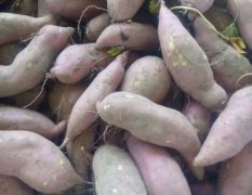 开封县范村张会6月双季王红薯