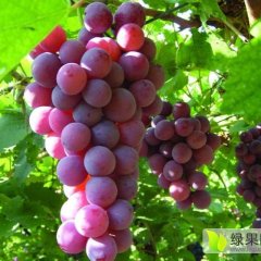 陕西临渭巨峰葡萄长势旺盛