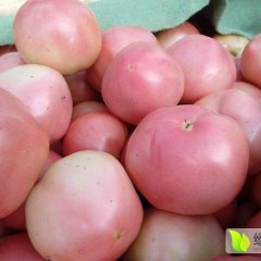 徐州沛县封光7月硬粉西红柿