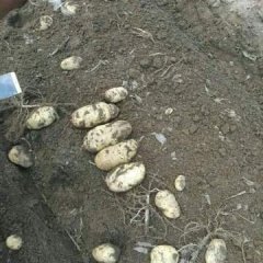 河北围场荷兰十五土豆质量上乘